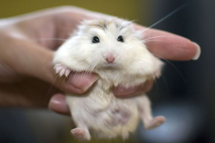 Facts about hamsters