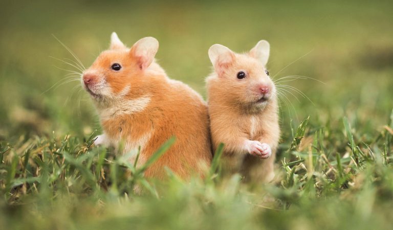 30 Fun Facts About Hamsters For Kids
